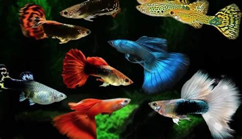 哪種魚最好養|【養什麼魚】新手養魚不踩雷！魚缸入門指南：6種最。